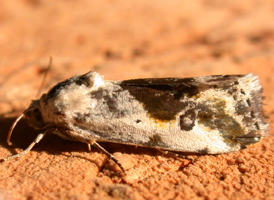 Olive-shaded Bird-dropping Moth